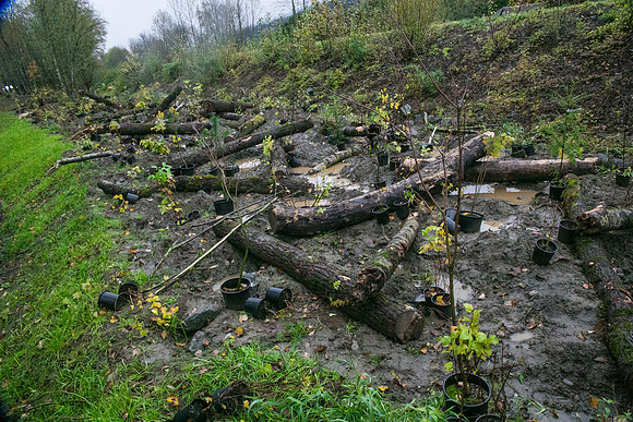 TRESTLE PLANTING - BROWNLANDS WETLAND RESTORATION PROJECT - Sombilon Photography-19