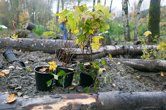 TRESTLE PLANTING - BROWNLANDS WETLAND RESTORATION PROJECT - Sombilon Photography-125