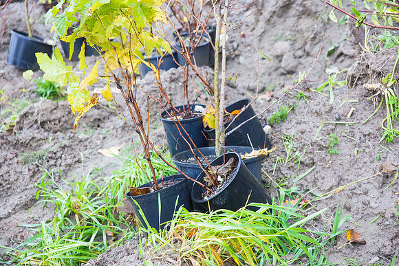 TRESTLE PLANTING - BROWNLANDS WETLAND RESTORATION PROJECT - Sombilon Photography-204