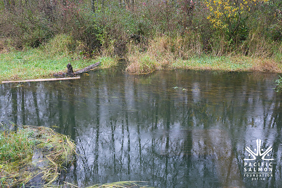 TRESTLE PLANTING - BROWNLANDS WETLAND RESTORATION PROJECT - Sombilon Photography-141