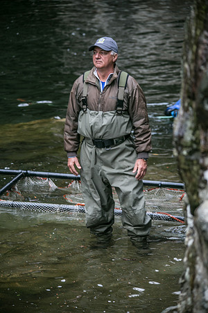 Seymour Salmon Society Fish Rescue - Sombilon Photography-3
