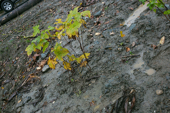 TRESTLE PLANTING - BROWNLANDS WETLAND RESTORATION PROJECT - Sombilon Photography-151