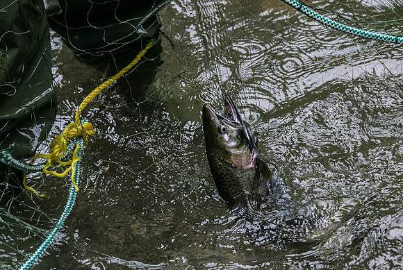 Seymour Salmon Society Fish Rescue - Sombilon Photography-24
