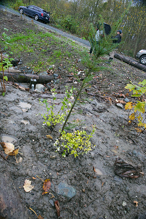 TRESTLE PLANTING - BROWNLANDS WETLAND RESTORATION PROJECT - Sombilon Photography-150