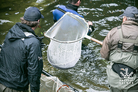 Seymour Salmon Society Fish Rescue - Sombilon Photography-10