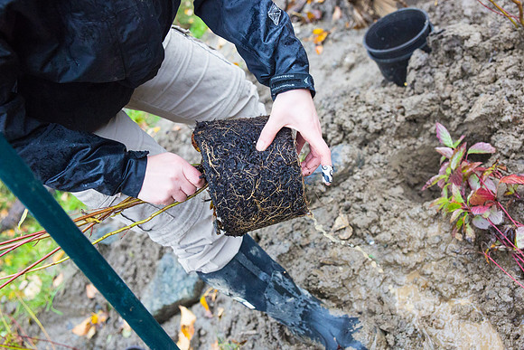 TRESTLE PLANTING - BROWNLANDS WETLAND RESTORATION PROJECT - Sombilon Photography-209