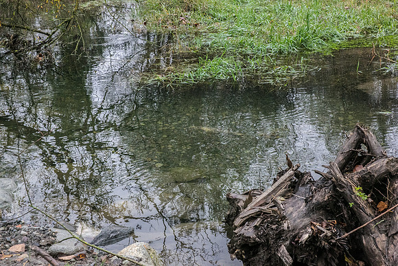 TRESTLE PLANTING - BROWNLANDS WETLAND RESTORATION PROJECT - Sombilon Photography-55