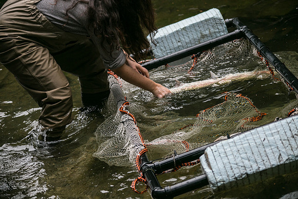 Seymour Salmon Society Fish Rescue - Sombilon Photography-29
