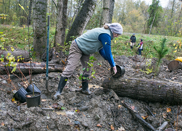 TRESTLE PLANTING - BROWNLANDS WETLAND RESTORATION PROJECT - Sombilon Photography-117