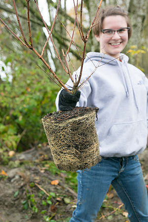 TRESTLE PLANTING - BROWNLANDS WETLAND RESTORATION PROJECT - Sombilon Photography-3