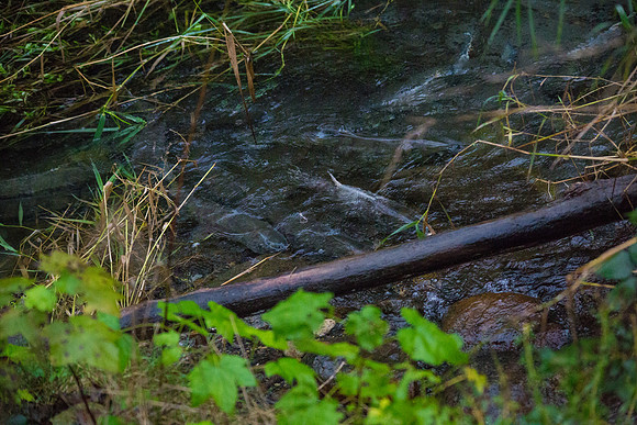 TRESTLE PLANTING - BROWNLANDS WETLAND RESTORATION PROJECT - Sombilon Photography-181