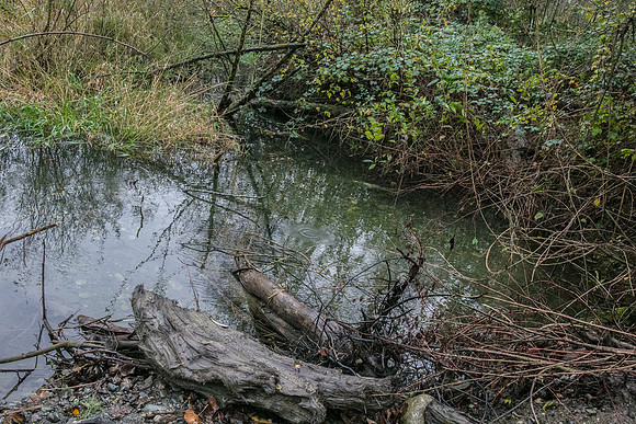 TRESTLE PLANTING - BROWNLANDS WETLAND RESTORATION PROJECT - Sombilon Photography-53
