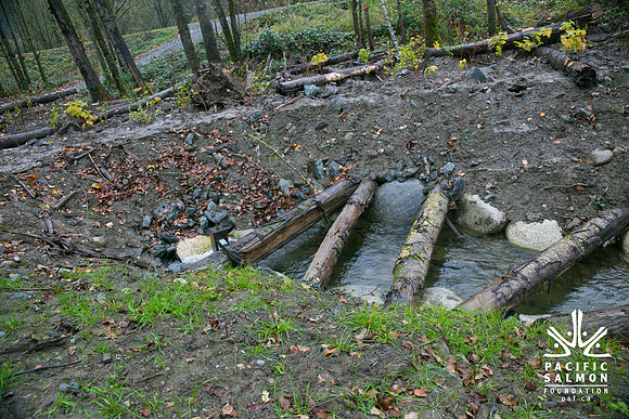 TRESTLE PLANTING - BROWNLANDS WETLAND RESTORATION PROJECT - Sombilon Photography-137