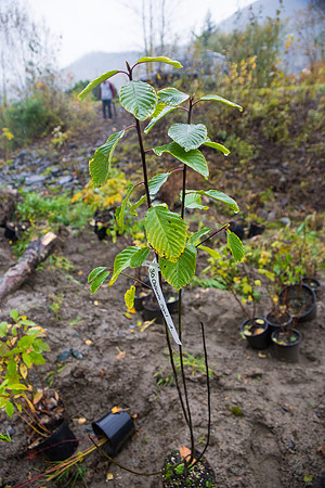 TRESTLE PLANTING - BROWNLANDS WETLAND RESTORATION PROJECT - Sombilon Photography-201