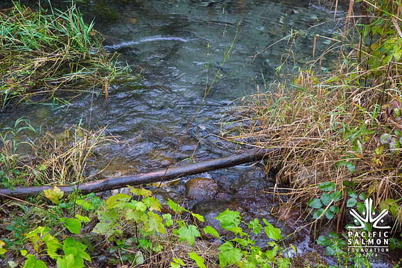 TRESTLE PLANTING - BROWNLANDS WETLAND RESTORATION PROJECT - Sombilon Photography-180