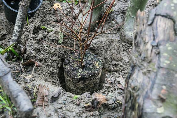 TRESTLE PLANTING - BROWNLANDS WETLAND RESTORATION PROJECT - Sombilon Photography-118