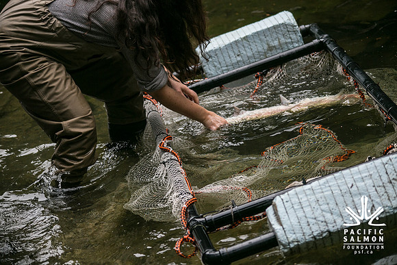 Seymour Salmon Society Fish Rescue - Sombilon Photography-29