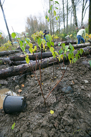 TRESTLE PLANTING - BROWNLANDS WETLAND RESTORATION PROJECT - Sombilon Photography-123