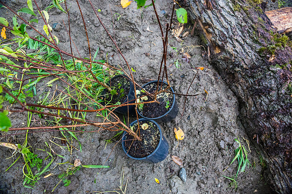 TRESTLE PLANTING - BROWNLANDS WETLAND RESTORATION PROJECT - Sombilon Photography-194
