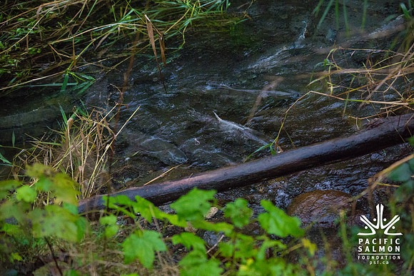 TRESTLE PLANTING - BROWNLANDS WETLAND RESTORATION PROJECT - Sombilon Photography-181