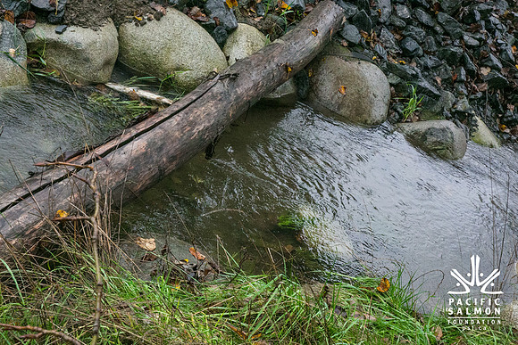 TRESTLE PLANTING - BROWNLANDS WETLAND RESTORATION PROJECT - Sombilon Photography-25