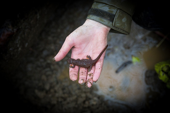 TRESTLE PLANTING - BROWNLANDS WETLAND RESTORATION PROJECT - Sombilon Photography-218