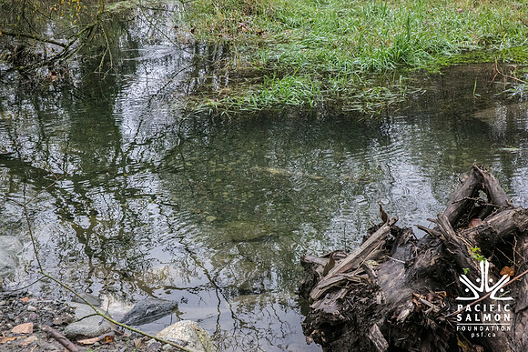 TRESTLE PLANTING - BROWNLANDS WETLAND RESTORATION PROJECT - Sombilon Photography-55