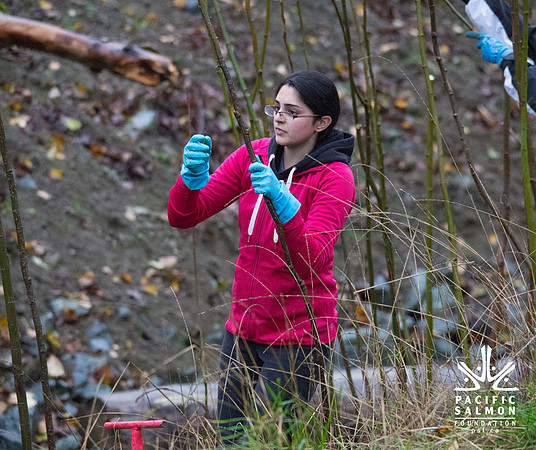 TRESTLE PLANTING - BROWNLANDS WETLAND RESTORATION PROJECT - Sombilon Photography-75
