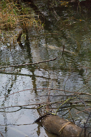 TRESTLE PLANTING - BROWNLANDS WETLAND RESTORATION PROJECT - Sombilon Photography-47
