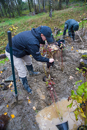 TRESTLE PLANTING - BROWNLANDS WETLAND RESTORATION PROJECT - Sombilon Photography-210