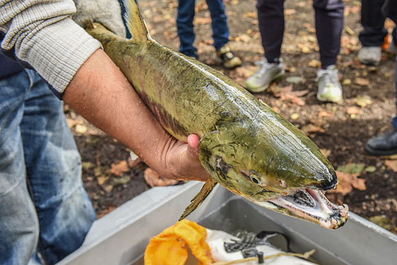 2015 Hoy Scott Hatchery Media Release-11