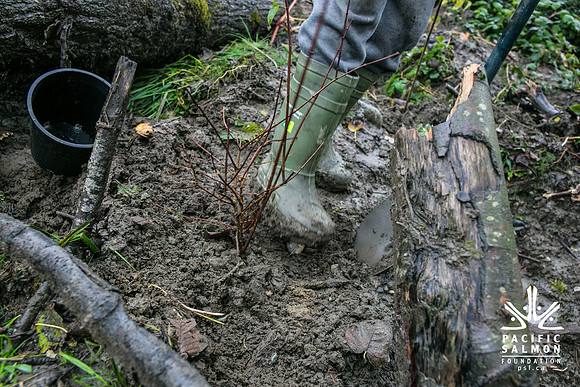 TRESTLE PLANTING - BROWNLANDS WETLAND RESTORATION PROJECT - Sombilon Photography-120
