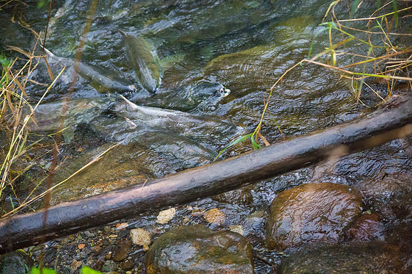 TRESTLE PLANTING - BROWNLANDS WETLAND RESTORATION PROJECT - Sombilon Photography-182