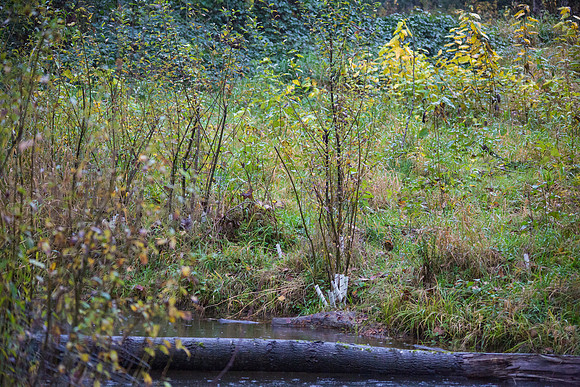 TRESTLE PLANTING - BROWNLANDS WETLAND RESTORATION PROJECT - Sombilon Photography-191