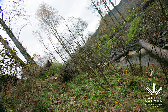 TRESTLE PLANTING - BROWNLANDS WETLAND RESTORATION PROJECT - Sombilon Photography-131