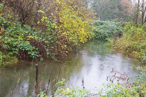 TRESTLE PLANTING - BROWNLANDS WETLAND RESTORATION PROJECT - Sombilon Photography-177