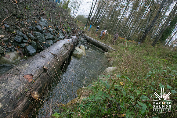 TRESTLE PLANTING - BROWNLANDS WETLAND RESTORATION PROJECT - Sombilon Photography-88