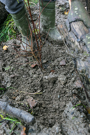 TRESTLE PLANTING - BROWNLANDS WETLAND RESTORATION PROJECT - Sombilon Photography-119