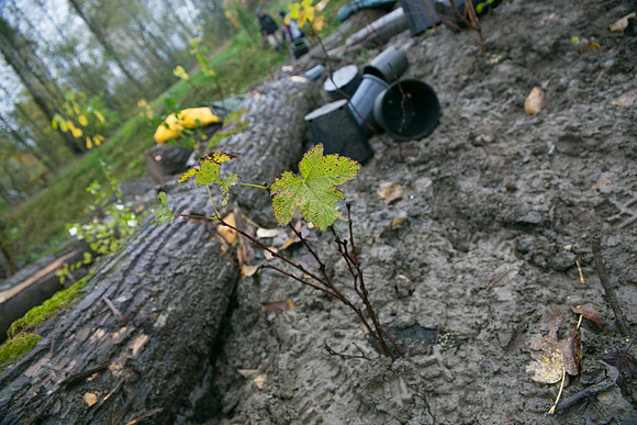 TRESTLE PLANTING - BROWNLANDS WETLAND RESTORATION PROJECT - Sombilon Photography-124
