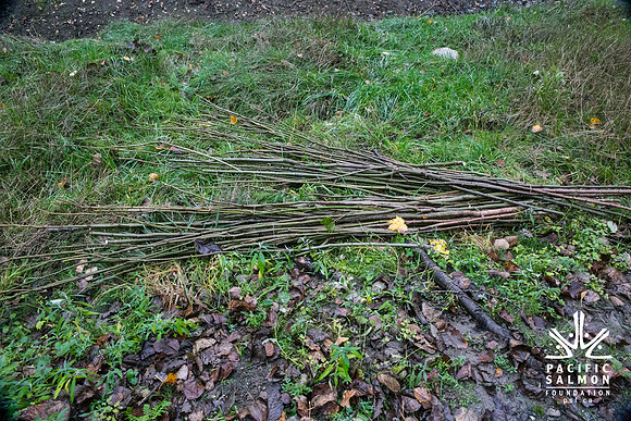 TRESTLE PLANTING - BROWNLANDS WETLAND RESTORATION PROJECT - Sombilon Photography-60