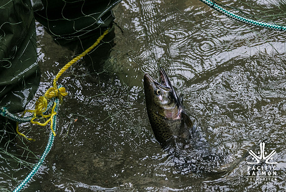 Seymour Salmon Society Fish Rescue - Sombilon Photography-24