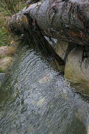 TRESTLE PLANTING - BROWNLANDS WETLAND RESTORATION PROJECT - Sombilon Photography-101