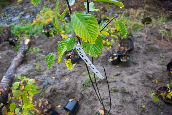 TRESTLE PLANTING - BROWNLANDS WETLAND RESTORATION PROJECT - Sombilon Photography-200