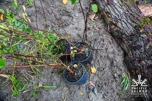 TRESTLE PLANTING - BROWNLANDS WETLAND RESTORATION PROJECT - Sombilon Photography-194