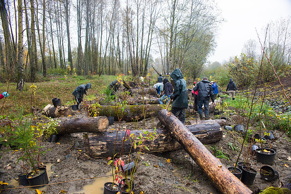 TRESTLE PLANTING - BROWNLANDS WETLAND RESTORATION PROJECT - Sombilon Photography-196