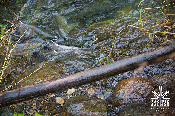 TRESTLE PLANTING - BROWNLANDS WETLAND RESTORATION PROJECT - Sombilon Photography-182