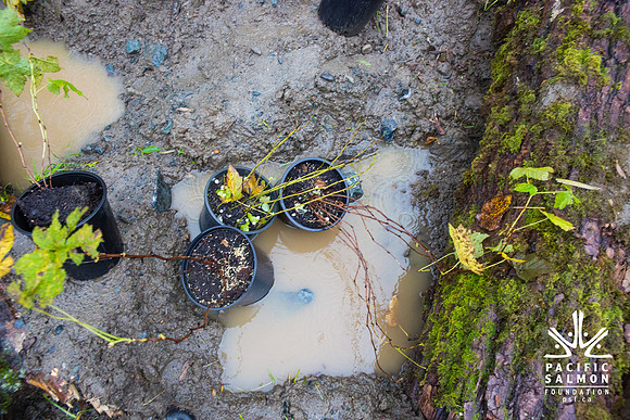 TRESTLE PLANTING - BROWNLANDS WETLAND RESTORATION PROJECT - Sombilon Photography-195