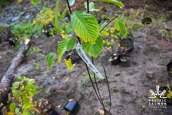 TRESTLE PLANTING - BROWNLANDS WETLAND RESTORATION PROJECT - Sombilon Photography-200