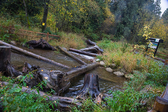 TRESTLE PLANTING - BROWNLANDS WETLAND RESTORATION PROJECT - Sombilon Photography-178
