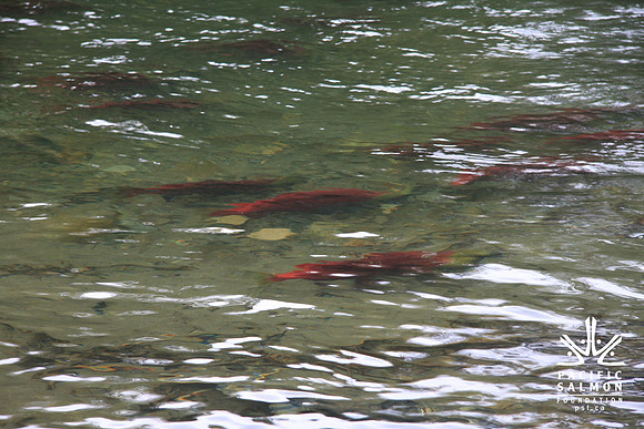 2014 Adams River Salute to Sockeye-179 - LOGO